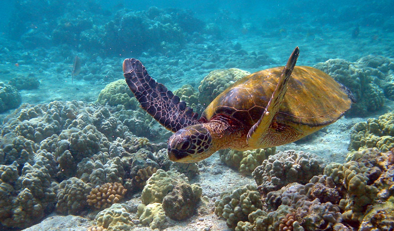 A beautiful photo of a sea turtle